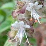 Ocimum kilimandscharicum Flower