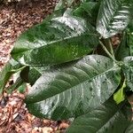 Garcinia prainiana Leaf