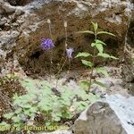 Aquilegia viscosa 整株植物