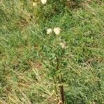 Thalictrum flavum Habit