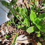 Arenaria gothica Leaf