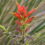 Castilleja tenuiflora Floare