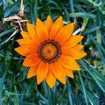 Gazania rigens (L.) Gaertn.Flower