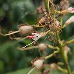Aesculus parviflora Flor