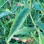 Lysimachia vulgaris Feuille