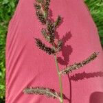 Echinochloa muricata Fruit