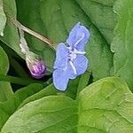 Omphalodes verna Flower