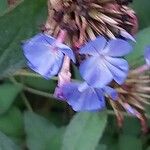 Ceratostigma willmottianum Çiçek