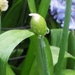 Allium paradoxum Blüte