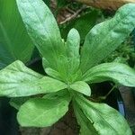 Calendula officinalis 葉