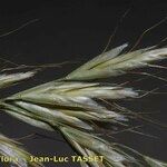 Helictochloa bromoides Fula