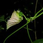 Dalechampia dioscoreifolia Other