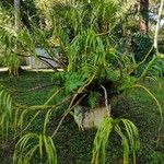 Grammatophyllum speciosum Flower