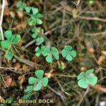 Marsilea strigosa عادت داشتن