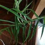 Philodendron tortum Blad