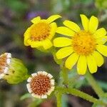 Senecio vernalis Fiore