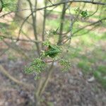 Euonymus oxyphyllus Fleur