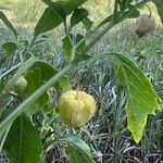 Physalis longifolia Plod