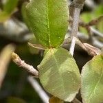 Lonicera nummulariifolia Leaf