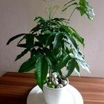 Castanospermum australe Frunză