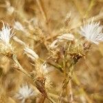 Centaurea diffusa Květ