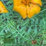 Tagetes tenuifolia Листок