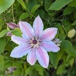 Clematis × jackmanii Flower