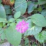 Knautia drymeiaFlower