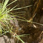 Carex frigida Libunga