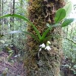 Angraecum striatum Ďalší