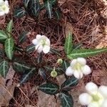 Chimaphila maculata Blomst