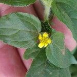 Synedrella nodiflora Blatt