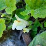 Asarina procumbens Fiore