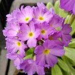 Primula denticulata Flower