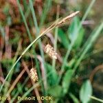 Carex limosa Hedelmä