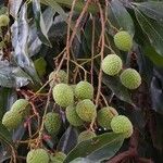 Litchi chinensis Fruit