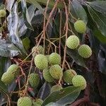 Litchi chinensis Fruto