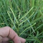 Paspalum scrobiculatum फूल