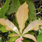 Geissois hippocastanifolia Tervik taim