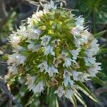 Echium decaisnei Flower