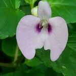 Impatiens flaccida പുഷ്പം