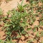 Indigofera senegalensis 整株植物