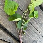 Viola cucullata Leaf