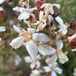 Frankenia corymbosa Flor