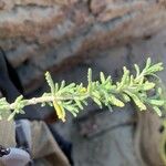 Teucrium dunense Hoja