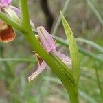 Ophrys holosericea Corteza