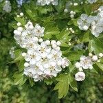 Crataegus monogyna Flower