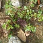 Portulaca oleraceaList