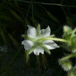 Borago officinalis Květ