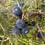 Juniperus communis Plod